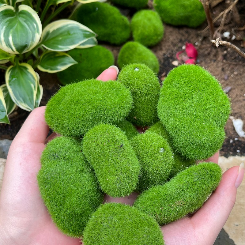 50/5 Stück Künstliche Schaumst – Terrarium Moss Art Bewertung und Preis